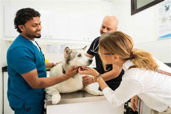Unveiling Veterinary Innovations & Pet Care Excellence